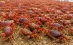 playa, cangrejo, animales, especie