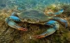 cangrejo azul, animales, cangrejos