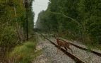 Un corzo cruzando una vía férrea cerca del pueblo abandonado de Novoshepelychi. / Kateryna Korepanova - CSIC