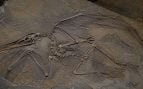Pterosaurio, fósil, ciencia