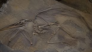 Pterosaurio, fósil, ciencia