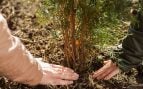 El significado de la frase «no construyas una casa a los 50, no plantes un árbol a los 60 y no cosas ropa a los 70»