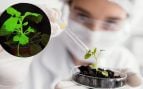 Planta utilizada en el estudio iluminada de color verde, lo que indica la presencia de un virus. / IBMCP /// Científica. Foto: Freepik