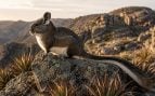 Rata, animales, descubrimientos
