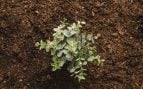 Vegetación, planta, naturaleza