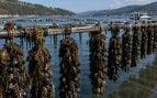 Beneficios bateas de mejillón, batea en rías bajas de Galicia, cultivos de mejillón, CSIC estudia las bateas de mejillones en Galicia, influencia bateas mejillones en las rías gallegas.