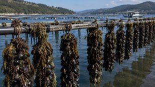 Beneficios bateas de mejillón, batea en rías bajas de Galicia, cultivos de mejillón, CSIC estudia las bateas de mejillones en Galicia, influencia bateas mejillones en las rías gallegas.