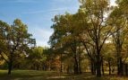bosque encinas Valencia