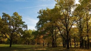bosque encinas Valencia