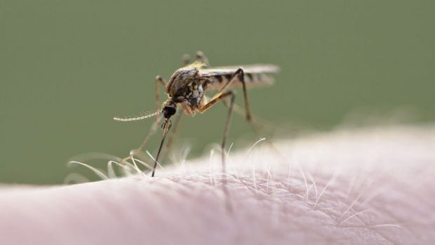 Mosquito común.