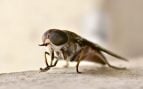 Parece una simple mosca pero este insecto gigante asusta hasta a los caballos: mide 2,5 cm y no pica como los mosquitos, corta la piel para beber la sangre
