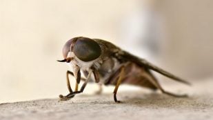 Parece una simple mosca pero este insecto gigante asusta hasta a los caballos: mide 2,5 cm y no pica como los mosquitos, corta la piel para beber la sangre