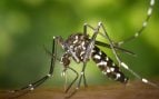 Mosquito tigre