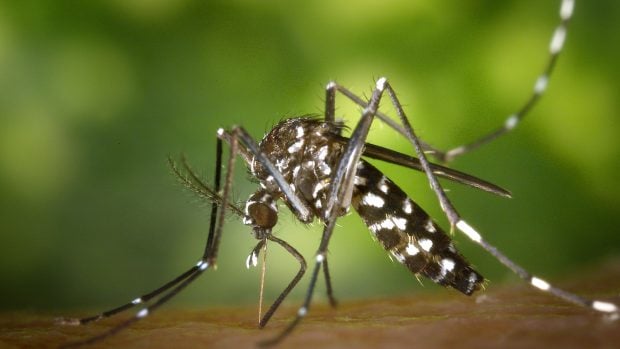 Mosquito tigre.