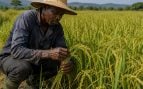 Arroz áfrica, Corea mejora productividad arroz en África, semillas coreanas para mejorar agricultura africana.