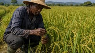 Arroz áfrica, Corea mejora productividad arroz en África, semillas coreanas para mejorar agricultura africana.