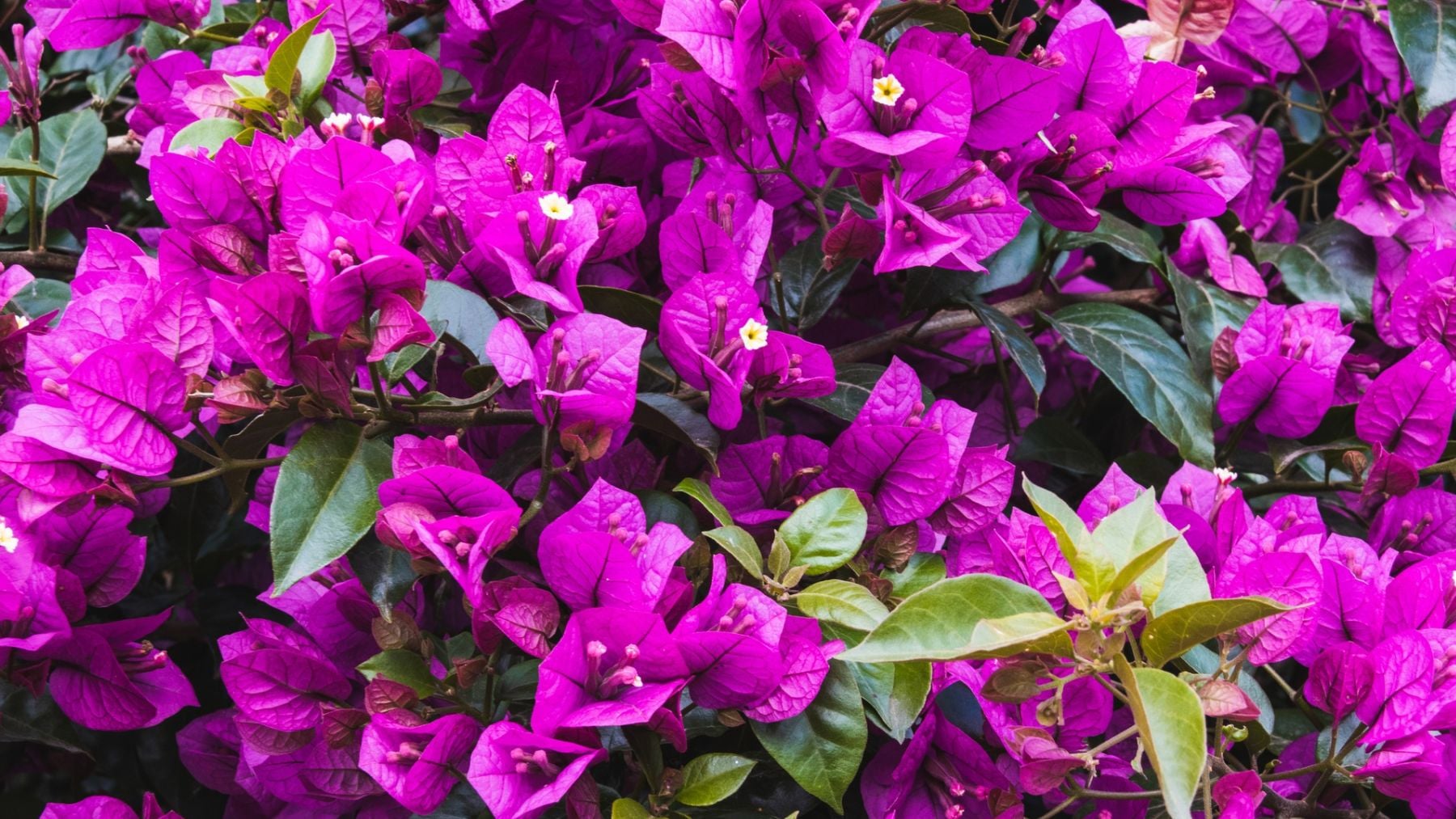 La mejor planta trepadora y llena de flores de colores para plantar en verano en la terraza en Navarra