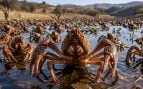 cangrejos de río, animales, especie, naturaleza