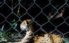 Leopardo manchado en cautiverio. Foto: Freepik - @jeswin