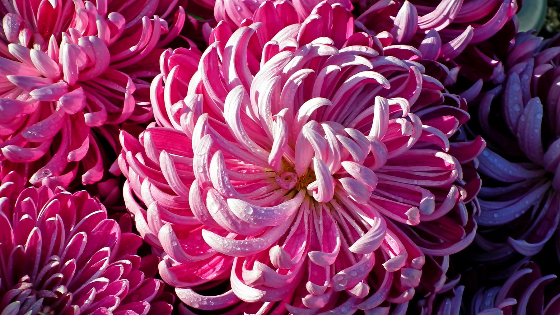 La mejor planta de interior para pisos pequeños que además rebosa de flores de colores y huele de maravilla