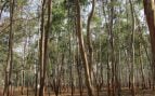 Problema reforestación eucaliptos, reforestar con eucaliptos, árboles y reforestar, medioambiente, problemas reforestación, por qué no reforestar con eucaliptos.