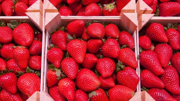 fresas
