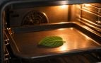 Hoja de menta en el horno