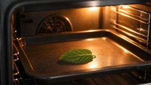 Hoja de menta en el horno
