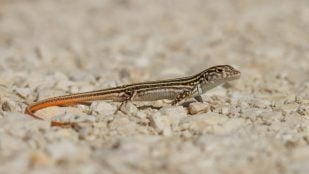 lagartija