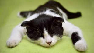 Gatos y aire acondicionado