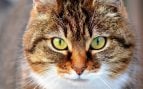 Gatos maúllan por la noche
