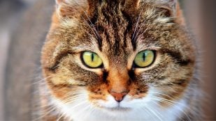 Gatos maúllan por la noche