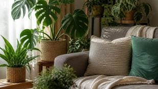 Plantas para enfriar la casa