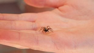 araña caminando cuerpo