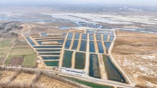 cultiva marisco en el desierto