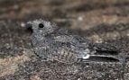 Aves, Perú, animales, naturaleza