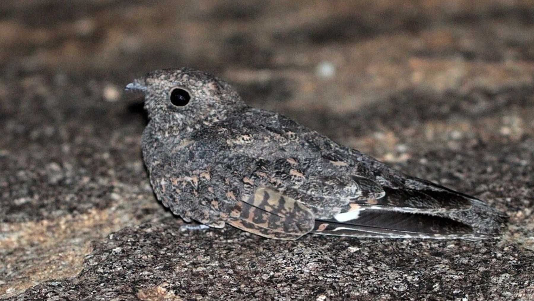 Hito de esperanza para los biólogos: la tecnología satelital detecta poblaciones de aves nunca vistas en la Amazonía de Perú