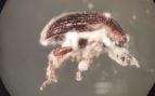 Escarabajo trufa