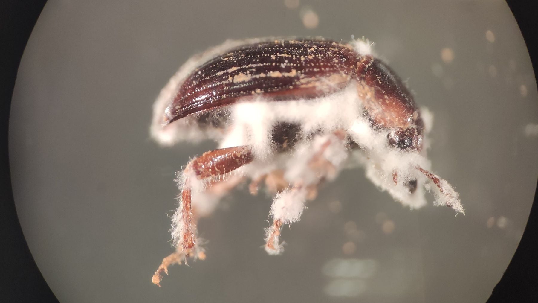 Escarabajo micófago Leiodes cinnamomea, que representa la plaga de insectos más importante en los huertos de trufa negra. (Foto: IDForest / UVa).