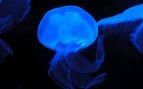 Medusas