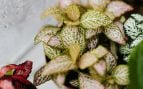 Mejor planta de interior