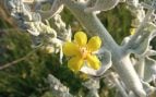 Planta, flora, curiosidades