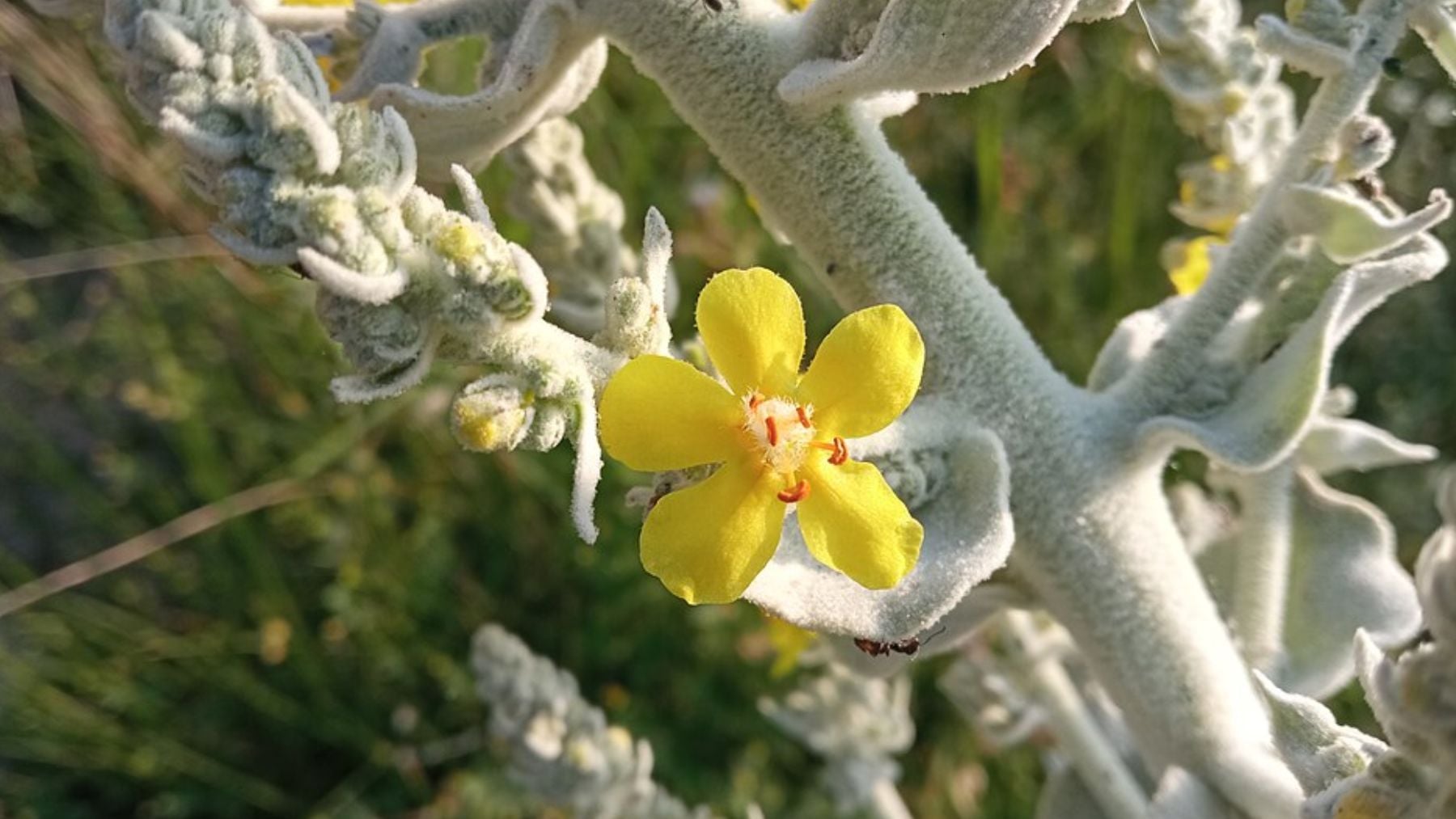 La mejor planta con flores que puedes poner en tu jardín si quieres que aguante el calor y las altas temperaturas del verano