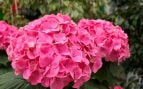Hortensias, plantas, truco