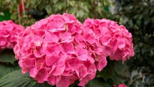 Hortensias, plantas, truco