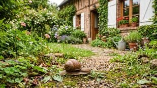 Caracol a las afueras de una casa