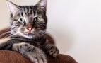 Gato