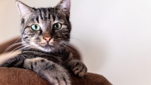 Gato