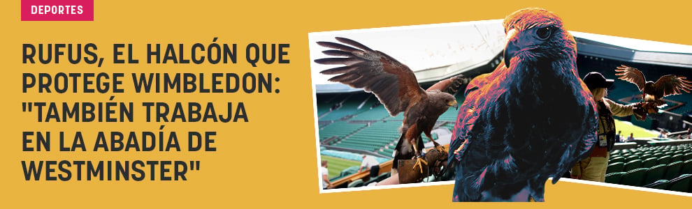 Rufus, el halcón que protege Wimbledon: También trabaja en la Abadía de Westminster