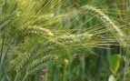 Agricultor